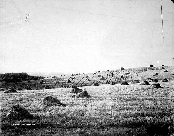 Photo of shocks of wheat in a Minnesota field.