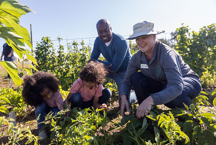 A man, a woman, and two girls dig in a garden together.